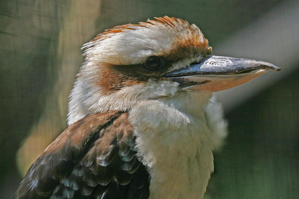 Zoo Schmiding 048.jpg